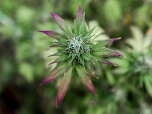 CBD : quels sont les produits désormais interdits et toujours autorisés en France ?