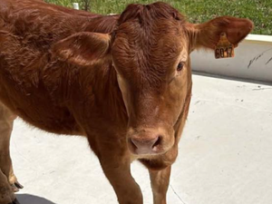 Parce qu'elle s'est évadée d'un abattoir d'Occitanie, une association se mobilise pour sauver la vie de Liberty la génisse