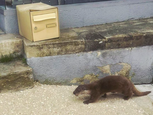 Perdue en pleine ville : une loutre sème la surprise dans les rues de cette préfecture avant d'être sauvée et relâchée dans son milieu naturel