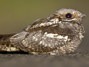 La Ligue de protection des oiseaux fête ses 20 ans en proposant des sorties découvertes en Aveyron