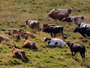Ils randonnaient dans une zone de pâturage : chargés par un troupeau de vaches, une sexagénaire tuée et son mari grièvement blessé
