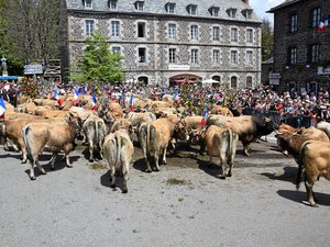 ENTRETIEN. "La notoriété de la Transhumance est internationale, elle symbolise un retour aux sources pour les gens", tradition et pastoralismes servies sur le plateau de l'Aubrac ce dimanche 24 mai