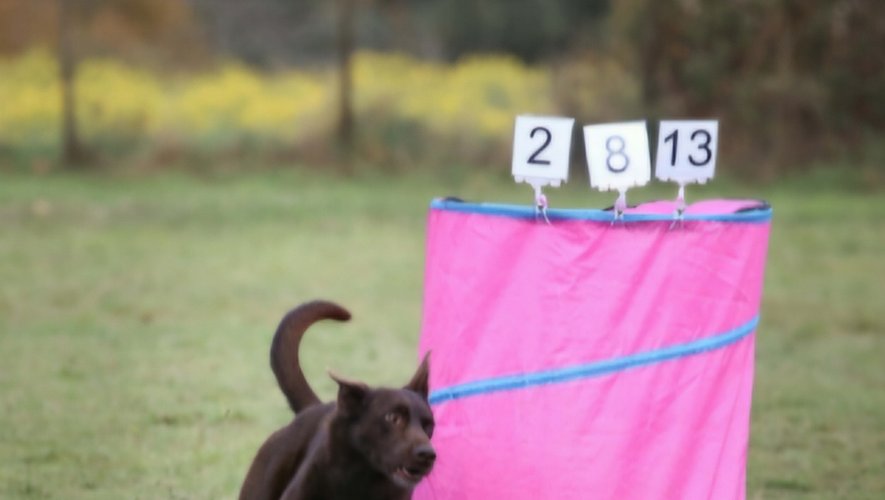 Baraqueville. El deporte canino estará en primer plano.
