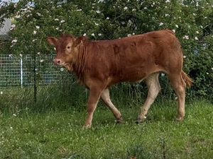 Elle s'était enfuie d'un abattoir d'Occitanie et rebellée contre son sort : la génisse Liberty va finalement finir dans votre assiette