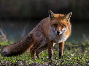 "Il préfère les boules aux poules": voici l'histoire du renard qui vole chaque nuit une boule de pétanque