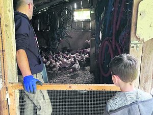 "Le plus souvent, les éleveurs nous contactent" : une association sauve 363 poules de l'abattoir dans une commune de l'Aveyron