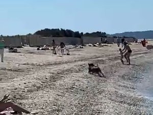VIDÉO. "Panique à l'Almanarre !" : quand un sanglier sort de l'eau et charge les vacanciers sur la plage