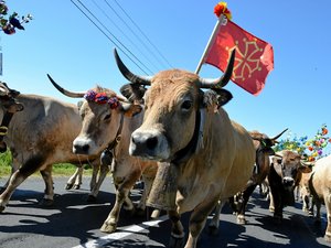 VIDEO. "Une grande expression locale qui traverse le temps" : l'Aubrac rayonne avec sa 45e édition de la transhumance