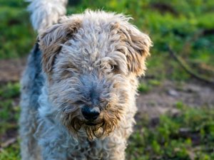 Un chien jeté du premier étage tombe aux pieds des passants scandalisés, sa propriétaire dit vouloir l'abandonner, une association porte plainte