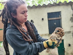 "Il nous faudrait un troisième salarié, cela dégagerait tellement de temps pour toutes les missions" : en Aveyron, le centre de sauvegarde de la faune sauvage craint pour son avenir
