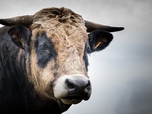 Il se rend dans une exploitation agricole pour acheter un bovin, il se retrouve écrasé contre une barrière par un taureau