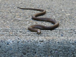 Il commande des écouteurs sans fil et trouve un serpent vivant lorsqu'il plonge la main dans son colis Amazon