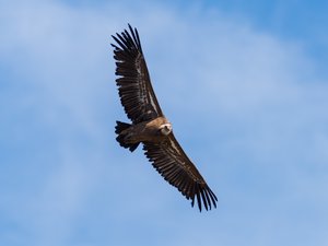En plein vol libre, Casimir le vautour, ne rentre pas au bercail... Il est récupéré par les sapeurs-pompiers à 80 km du Rocher des Aigles