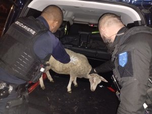 Il vole des agneaux mais n'en peut plus du bruit : il se rend aux gendarmes pour faire cesser les bêlements dans son garage