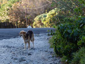 Un chien affamé trouvé dans la rue, des promeneurs le suivent et tombent sur sa maman morte dans un box en plein soleil