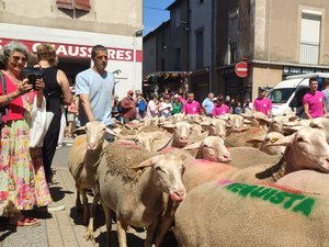 "Ce qui a fait notre force, c'est notre éloignement..." À Réquista, premier canton moutonnier de France, l'élevage ovin est plus qu'une tradition