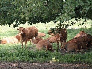 Dermatose nodulaire : 2000 animaux, 125 000 visiteurs, les vaches de retour au sommet de l'élevage à Cournon-d'Auvergne