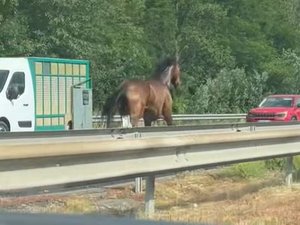 VIDÉO. Comment un cheval s'est-il retrouvé au galop à contresens sur l'autoroute près de Toulouse, vendredi matin ?