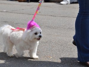 Mort suspecte de plusieurs chiens la veille d'une parade canine : cet événement solidaire est annulé en raison de soupçons d'empoisonnements