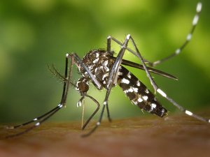 Moustique tigre : plusieurs villes décident de combattre le mal par le mal en larguant dans la nature des millions... de moustiques tigres stérilisés, on vous explique