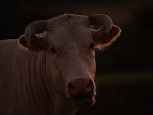 Après une soirée bien arrosée, l'éleveur emmène ses deux amis voir son troupeau de bovins, il meurt piétiné par son propre taureau
