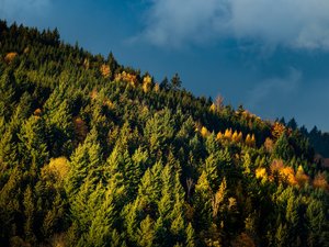 Il aperçoit une jeune femme avec des vêtements ensanglantés et pense à une agression : un témoin alerte les secours, un bébé sain et sauf découvert dans une forêt
