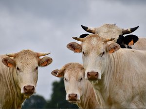 VIDÉO. Meuh quelle histoire ! Un troupeau de vaches s'introduit jusqu'au 3e étage d'un hôpital et ressort en laissant quelques bouses fraîches sur son passage