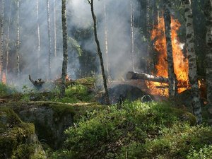 CARTE. Risque de feux de forêt : le niveau orange pour risque élevé est activé dans cinq départements, dont deux en Occitanie