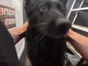 VIDÉO. Seul à bord du kayak, Bruce est poussé par le vent vers la mer : le sauvetage miraculeux d'un chien en pleine dérive