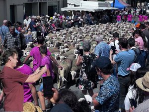 Randonnées, messe en occitan, défilé des troupeaux... Nouveau succès pour la Fête de la brebis de Réquista