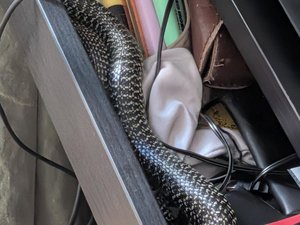 Elles trouvent un serpent au frais dans le tiroir du bureau, il leur a suffi d'un cintre et d'un manche à balai