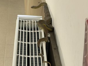 Bac de philosophie : une couleuvre découverte dans l'établissement le jour de l'épreuve, les pompiers évitent une frayeur aux élèves