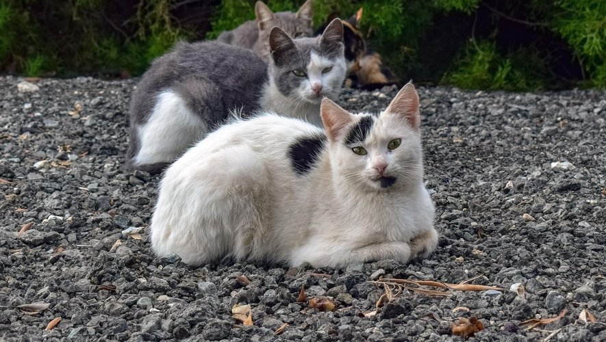 400 stolen cats intended to be transformed into meat discovered by police in Vietnam: 80 dead, around 40 returned to their owners