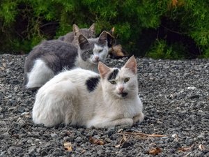 400 chats volés et destinés à être transformés en viande découverts par la police : 80 sont morts, une quarantaine rendus à leurs propriétaires