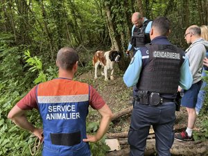"Condamné à une mort lente" : un chien retrouvé à temps dans les bois, attaché à un arbre et avec du scotch autour du museau