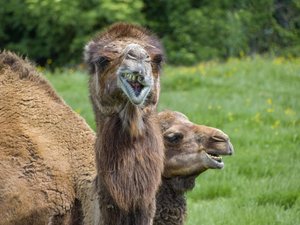 Drôle de surprise... Chameaux, dromadaires, yaks investissent et s'installent dans le stade d'athlétisme