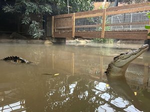 A-t-il voulu tuer un enfant de 3 ans en le jetant dans l'enclos des crocodiles ? "Inapte à être interrogé", un homme a été relâché par la police