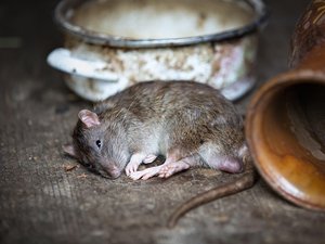 La chaleur pourrait faire sortir les rats : un enfant de 6 ans mordu dans la cour de son école