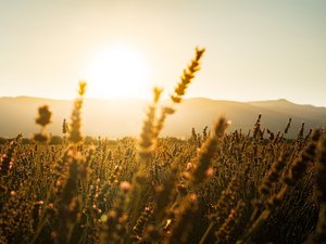 CARTE. Vigilance rouge canicule : il faisait déjà 29 °C à 5 heures du matin, voici où il va faire le plus chaud vendredi 26 juin