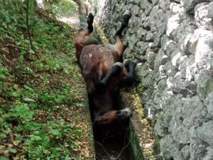 L'image du jour : un cheval en très mauvaise posture après une chute dans un ruisseau, délicate opération pour les secours