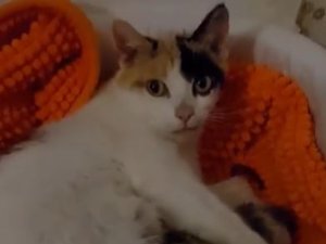 Mina et ses cinq chatons euthanasiés en Aveyron : le gros coup de colère de l'association Chat libre 12