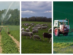 Eau, loup, pesticides... Que contient le projet de loi d'urgence agricole examiné à partir de ce lundi au Sénat ?