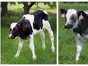 Surprise à l'étable : une vache donne vie à deux veaux jumeaux... de races différentes !