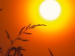 CARTES. Météo : la chaleur progresse par le sud ce dimanche, 25 départements en vigilance canicule dont 7 en orange