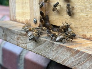 Il tente d'enlever un essaim d'abeilles de sa terrasse qui s'effondre : il chute de 8 mètres, dans l'affaissement le plancher et une cloison s'écroulent à l'étage inférieur sur la voisine