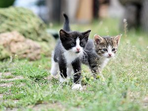 Des chatons sont jetés de la fenêtre d'une voiture en marche le long de la route : "un a ricoché sur le pare-brise", une association lance un appel à témoins