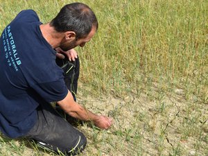 "Aujourd'hui, la situation devient vraiment difficile" : entre incendies, sécheresse et ressources en eau, les agriculteurs de l'Aveyron au défi de la canicule