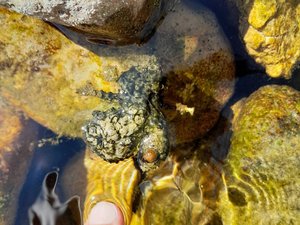 Fortes chaleurs, faibles débits des cours d'eau et ensoleillement : des cyanobactéries observées, le Tarn et la Dourbie en vigilance renforcée