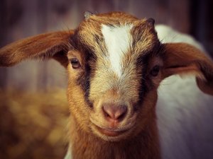 La chèvre mascotte du club sportif prenait un peu trop ses aises, mais la piscine municipale est interdite aux animaux