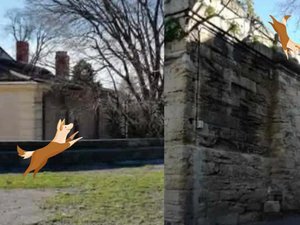 "La cime des arbres fait croire que le sol continue" : des dizaines de chiens tombent de 7 m de haut sur cette esplanade de Montpellier